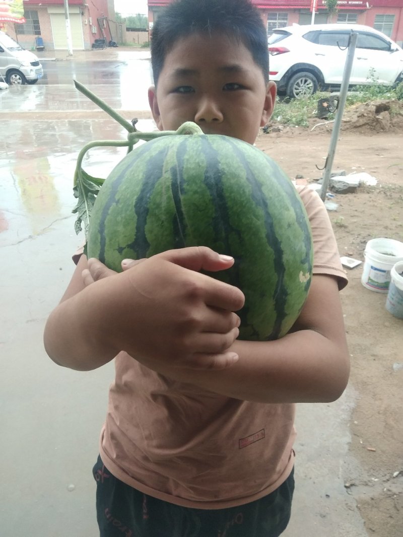 开封沙土地西瓜大量上市口感好个头均匀批发全国整车发