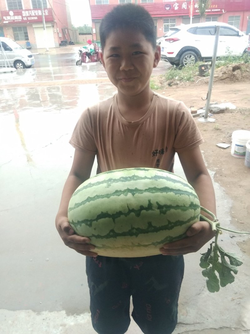 开封沙土地西瓜大量上市口感好个头均匀批发全国整车发