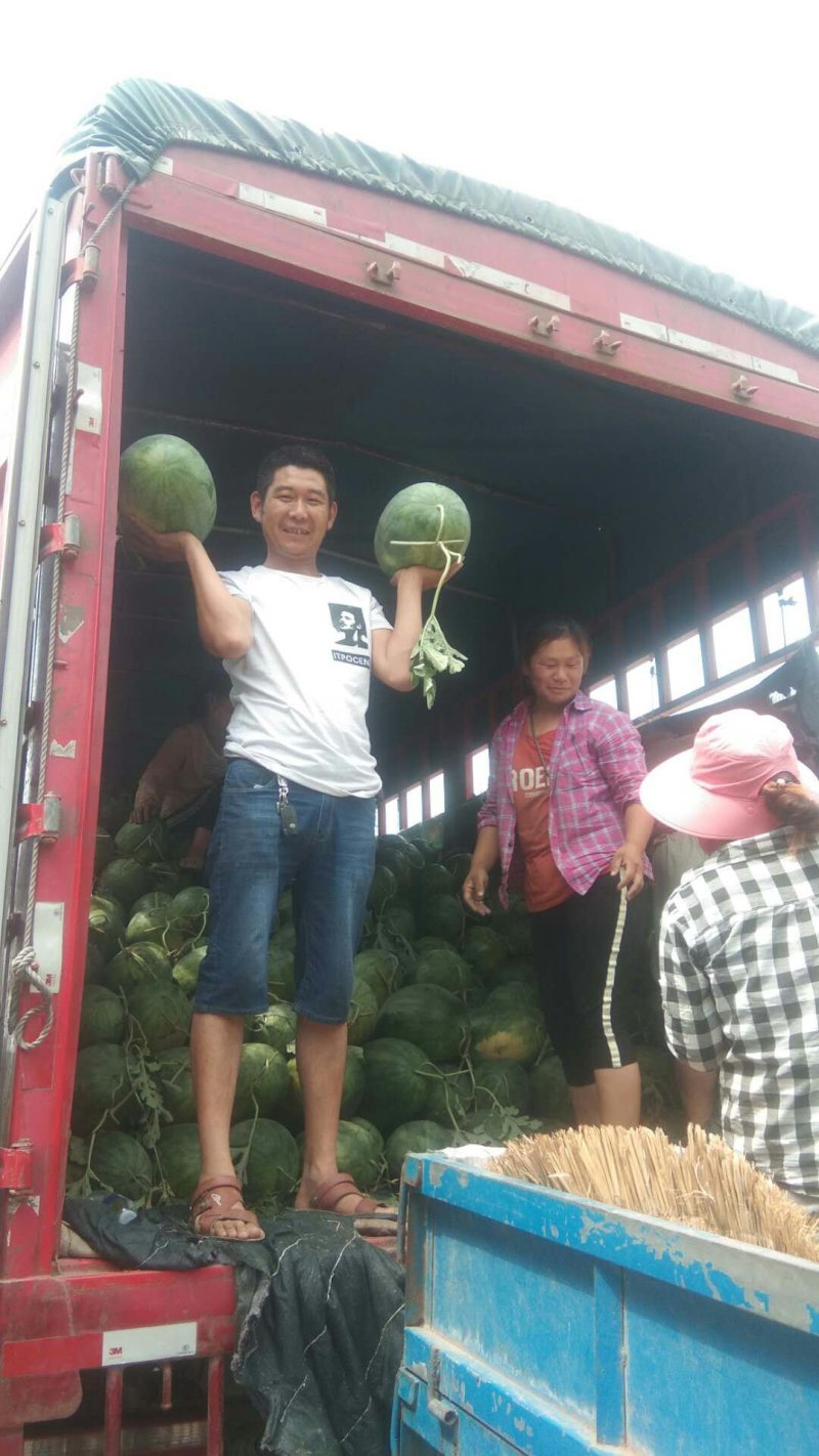 开封沙土地西瓜大量上市口感好个头均匀批发全国整车发
