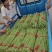 热卖【基地供货】豆角，豇豆，翠绿，质量保证，量大从优