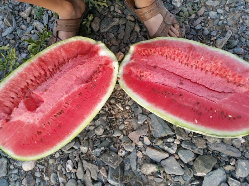 宁夏中卫西沙瓜