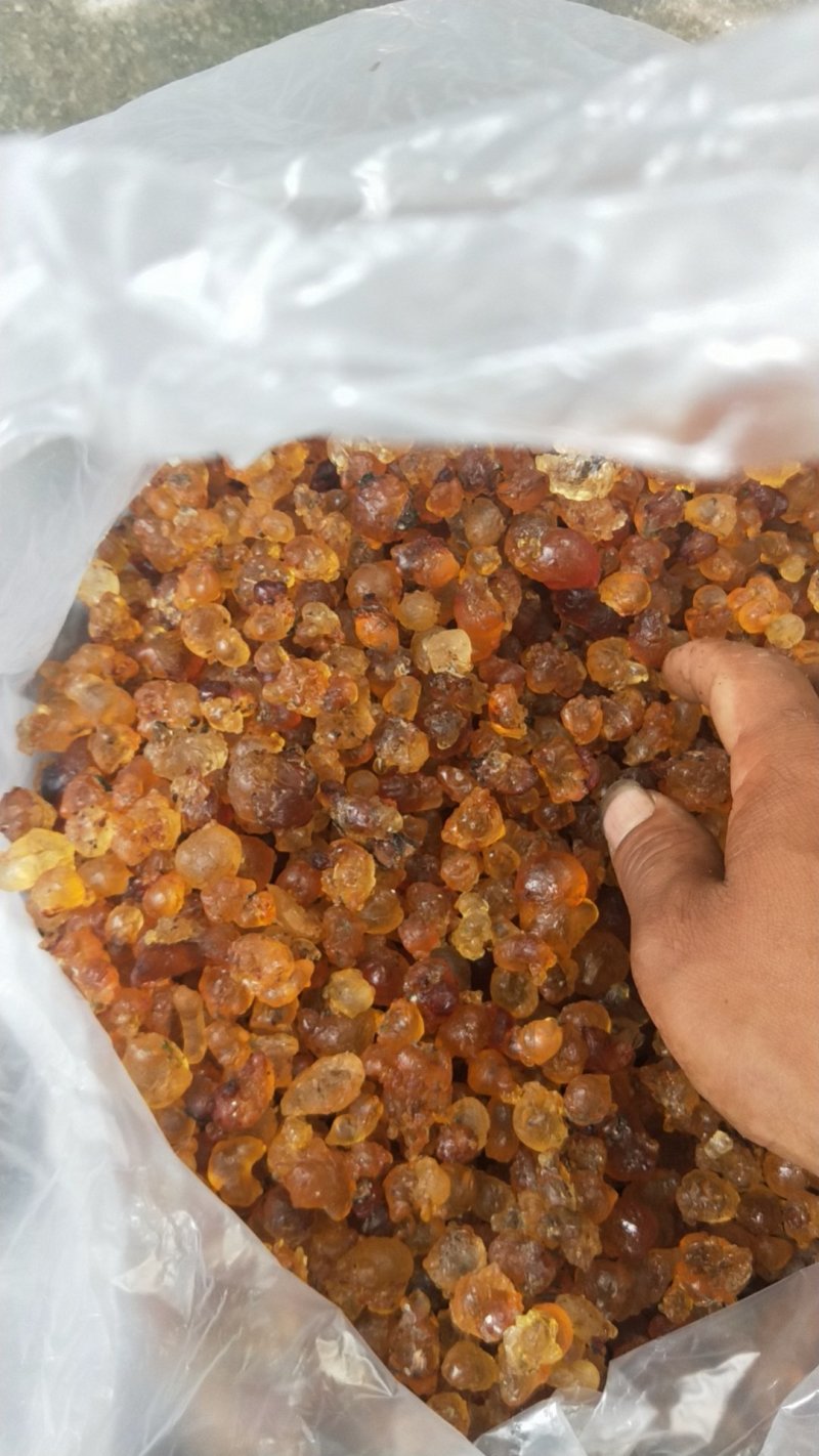 桃胶大量现货