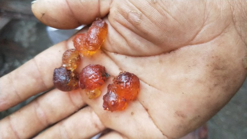桃胶大量现货