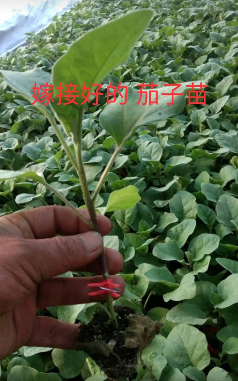 优质嫁接茄子苗绿罐绿星好品种质量高