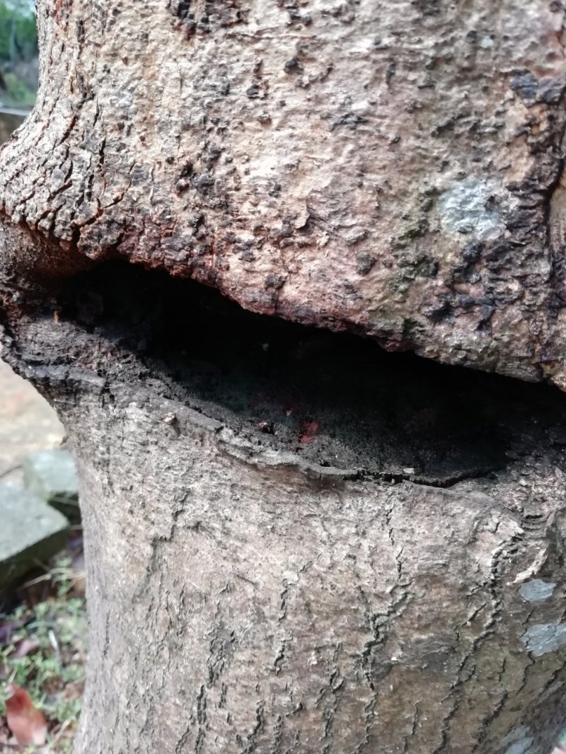 包邮价格苗场直供一代虎斑棋，油叶子，糖结，黑奇楠，流油王