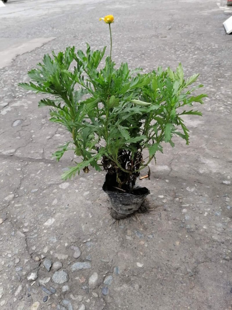 出售木春菊杯苗，高20-30公分，苗子好