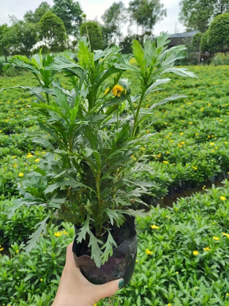 出售木春菊杯苗，高20-30公分，苗子好