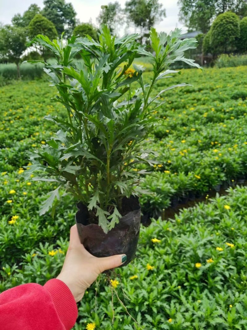 出售木春菊杯苗，高20-30公分，苗子好