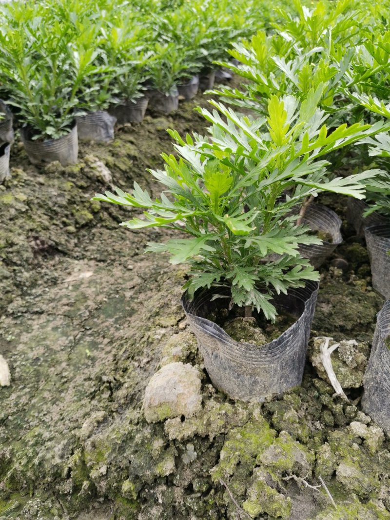 出售木春菊杯苗，高20-30公分，苗子好