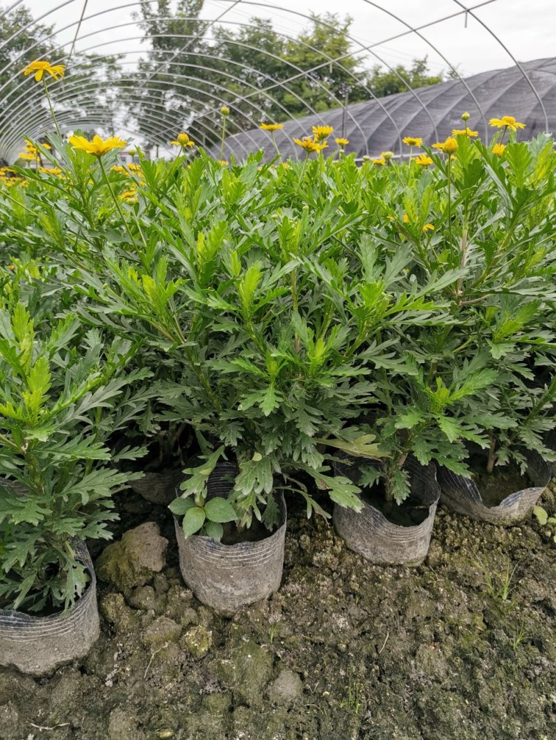 出售木春菊杯苗，高20-30公分，苗子好