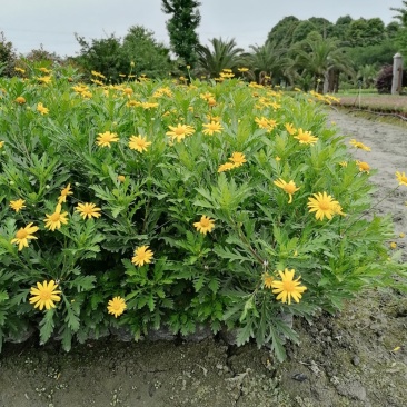 出售木春菊杯苗，高20-30公分，苗子好