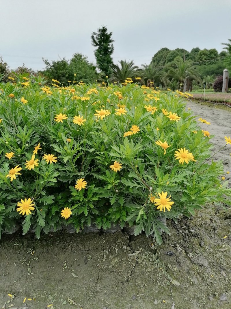 出售木春菊杯苗，高20-30公分，苗子好