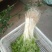 芹菜