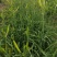 大荔农家自制传统锅蒸无硫干黄花菜