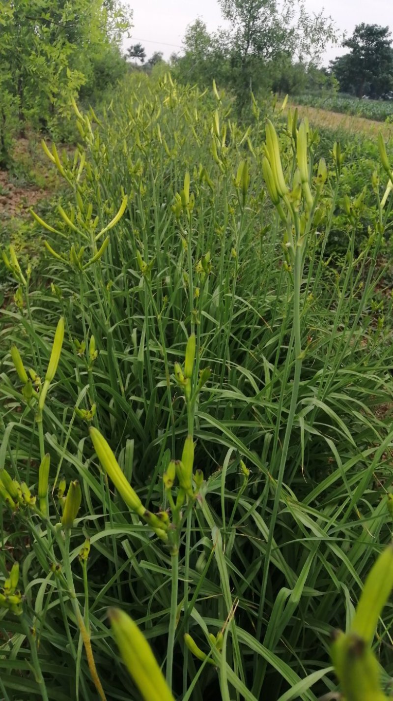 大荔农家自制传统锅蒸无硫干黄花菜