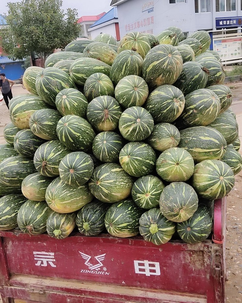 河南新野蜜粉南瓜大量上市中，代发全国各地欢迎大家选购。