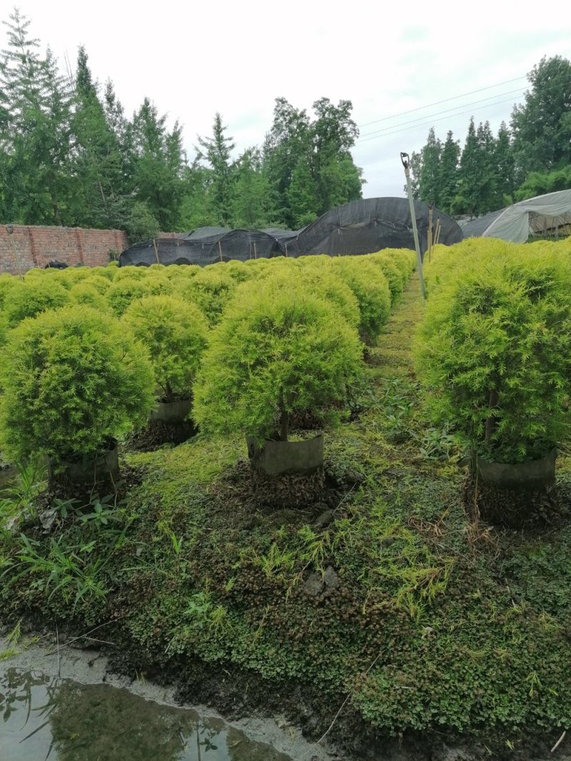 千层金球，冠幅50公分左右，千层金球批量出售