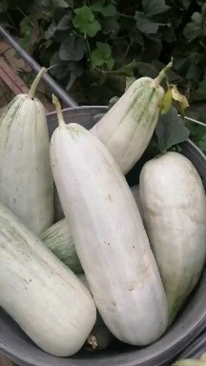 甜瓜