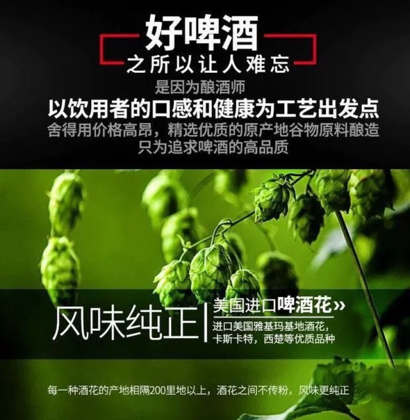 青岛金特原浆5升扎啤桶装12P德式小麦白啤，一件代发
