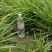 代办麦冬苗麦冬草四季常青园林工程园艺用苗