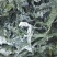 裙带菜【5斤/箱】盐渍裙带菜嫩海带19.9包邮