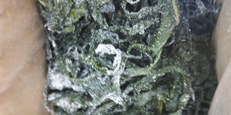 裙带菜【5斤/箱】盐渍裙带菜嫩海带19.9包邮