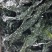 裙带菜【5斤/箱】盐渍裙带菜嫩海带19.9包邮