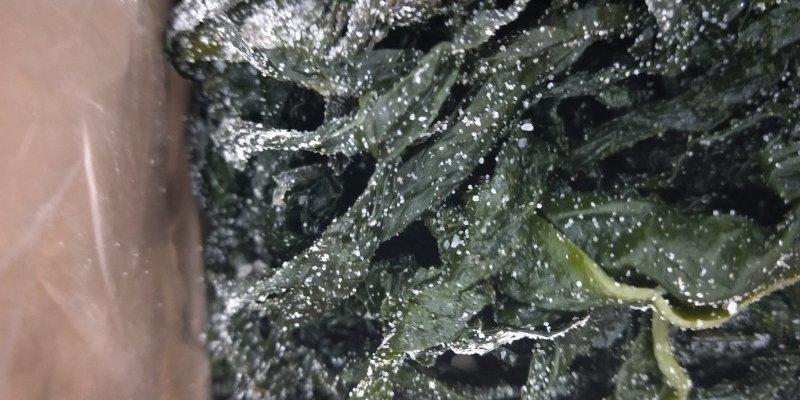 裙带菜【5斤/箱】盐渍裙带菜嫩海带19.9包邮