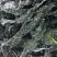 裙带菜【5斤/箱】盐渍裙带菜嫩海带19.9包邮