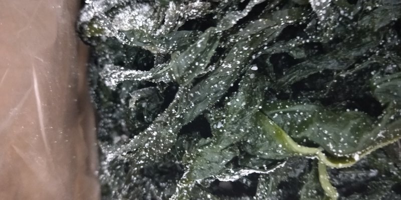 裙带菜【5斤/箱】盐渍裙带菜嫩海带19.9包邮