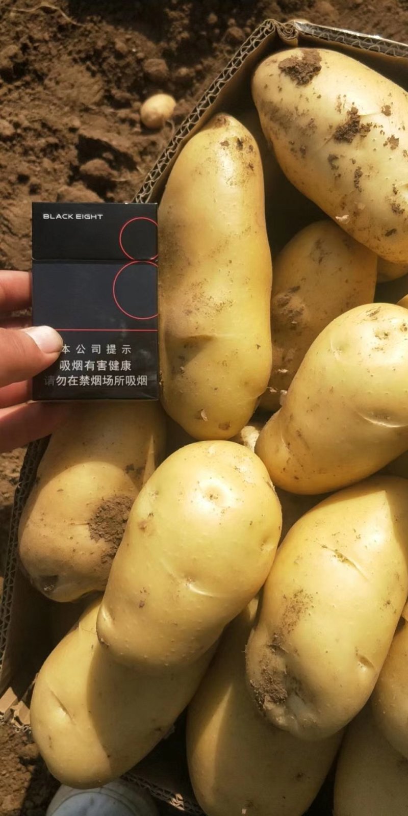 新鲜精品荷兰15土豆，马铃薯，3俩以上，无青头，无机伤