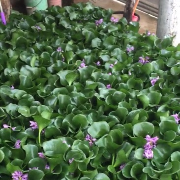 凤眼蓝，水葫芦，水仙花