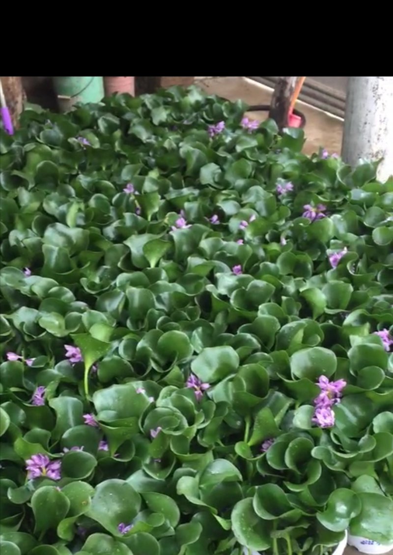 凤眼蓝，水葫芦，水仙花