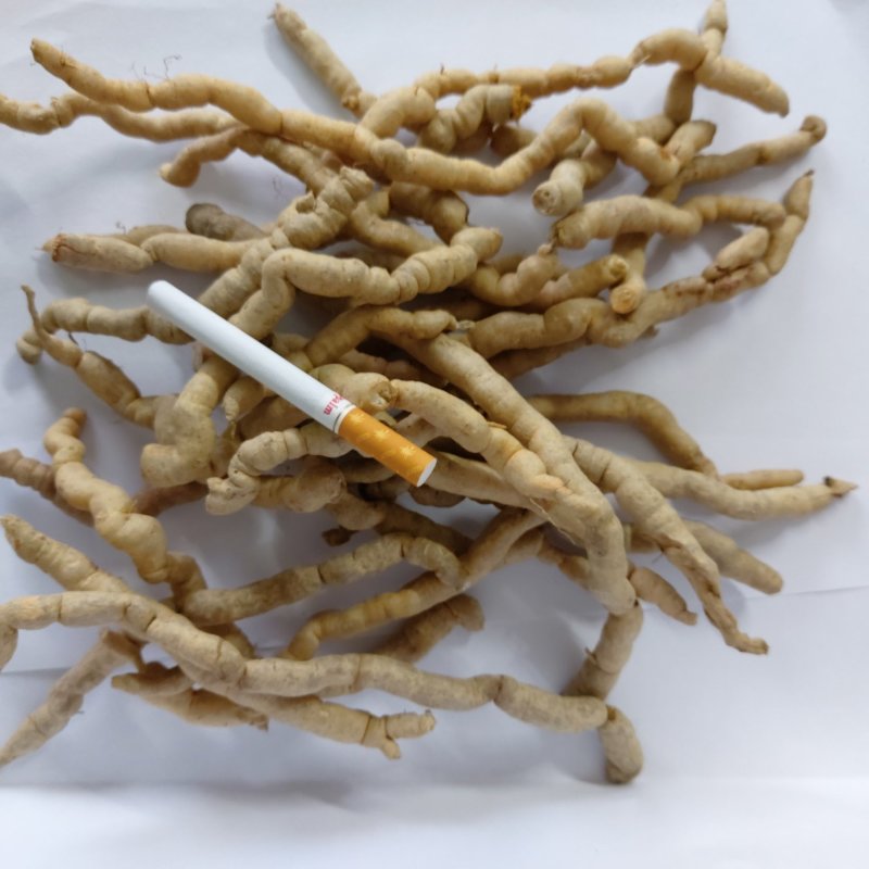 巴戟天肇庆湿巴戟天新鲜巴戟中药生巴戟天三级货源稳长期供货