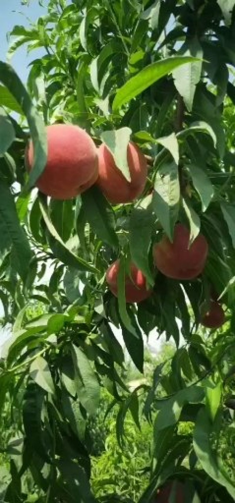 【安徽】蜜桃水蜜桃产地直供颜色好口感脆甜大量上货