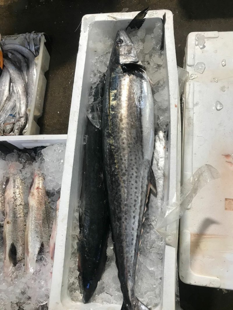 马鲛鱼鲅鱼海捕海鲜水产燕鲅鱼生鲜海鱼单冻无冰马鲛鱼马交鱼