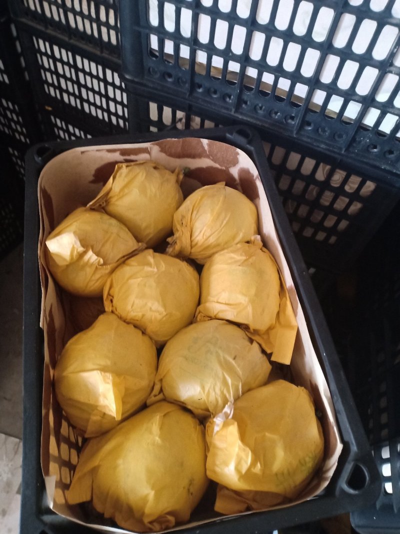 梨酥梨翠玉梨翠冠梨现摘现发全国发货