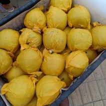 梨酥梨翠玉梨翠冠梨现摘现发全国发货