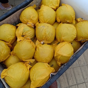 梨酥梨翠玉梨翠冠梨现摘现发全国发货