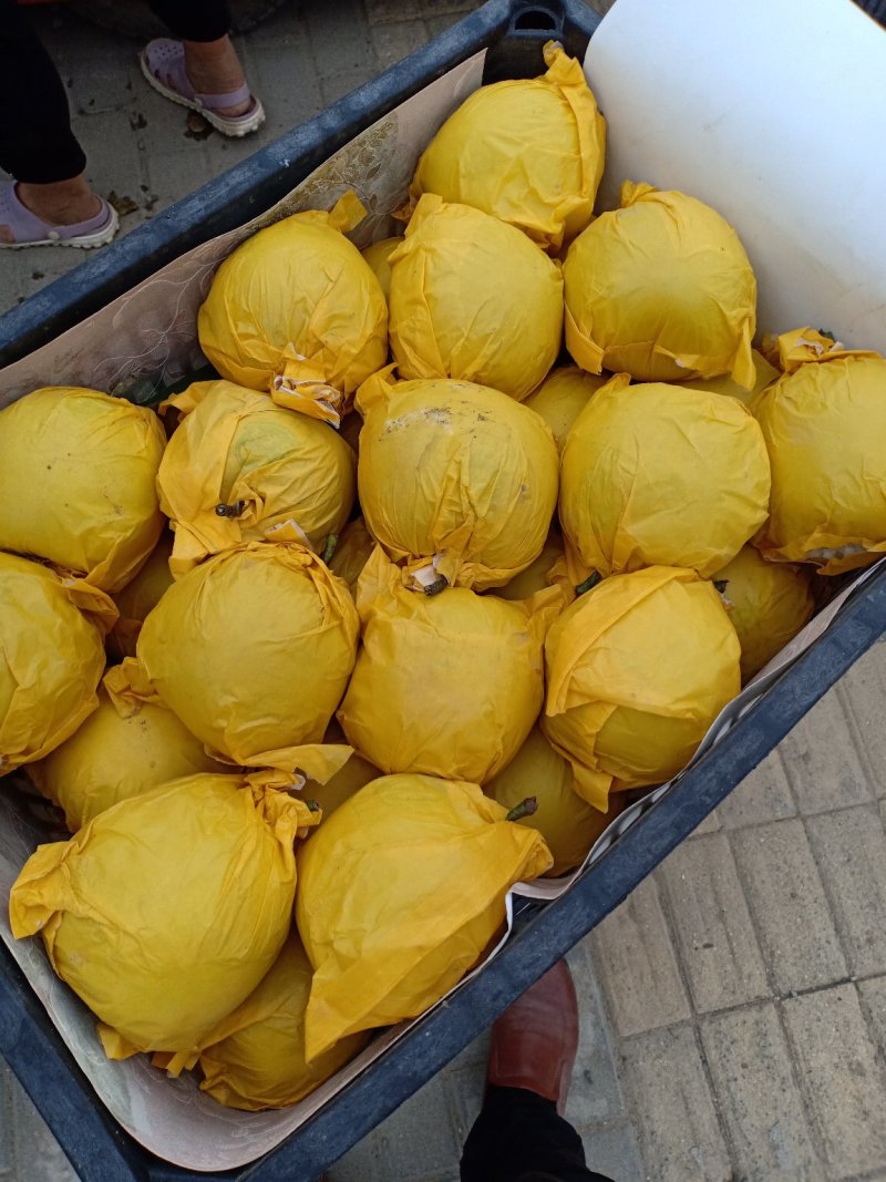 梨酥梨翠玉梨翠冠梨现摘现发全国发货