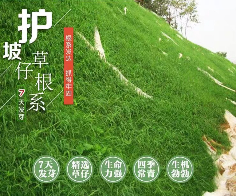 狗牙根种子草坪种子四季常青
