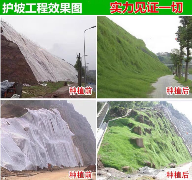 狗牙根种子草坪种子四季常青
