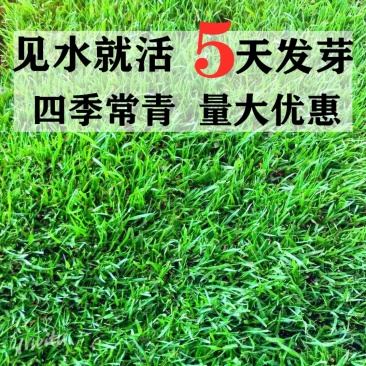 狗牙根种子草坪种子四季常青