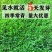 狗牙根种子草坪种子四季常青