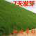 狗牙根种子草坪种子四季常青
