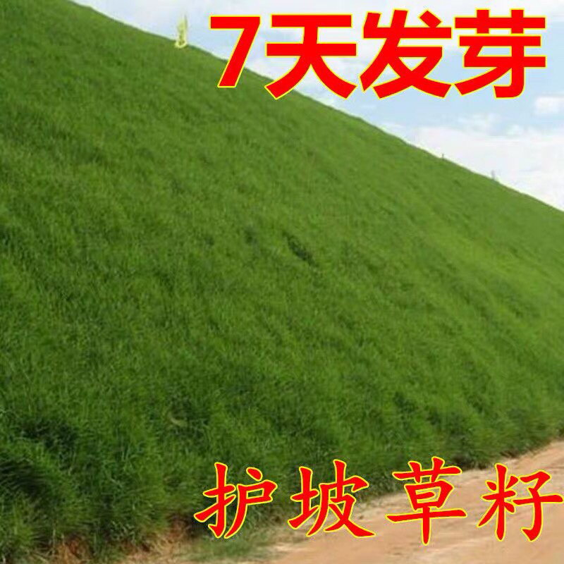狗牙根种子草坪种子四季常青