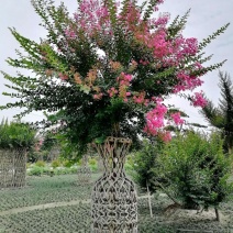 紫薇造型花瓶，1.8米紫薇花瓶批发红花紫薇瓶