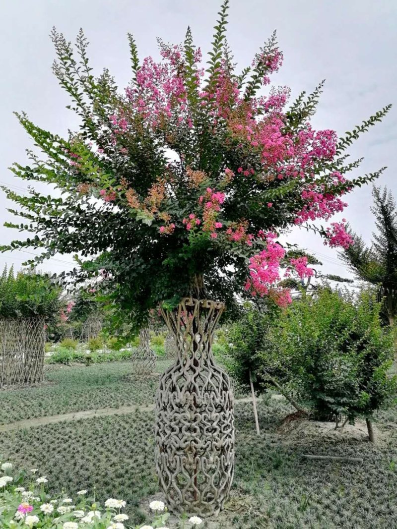 紫薇造型花瓶，1.8米紫薇花瓶批发红花紫薇瓶
