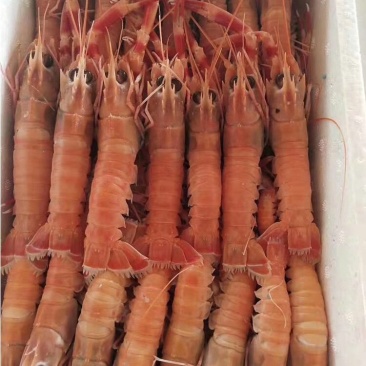 包邮海捕海鳌虾深海小龙虾新鲜海龙虾海鳌虾刺身龙虾