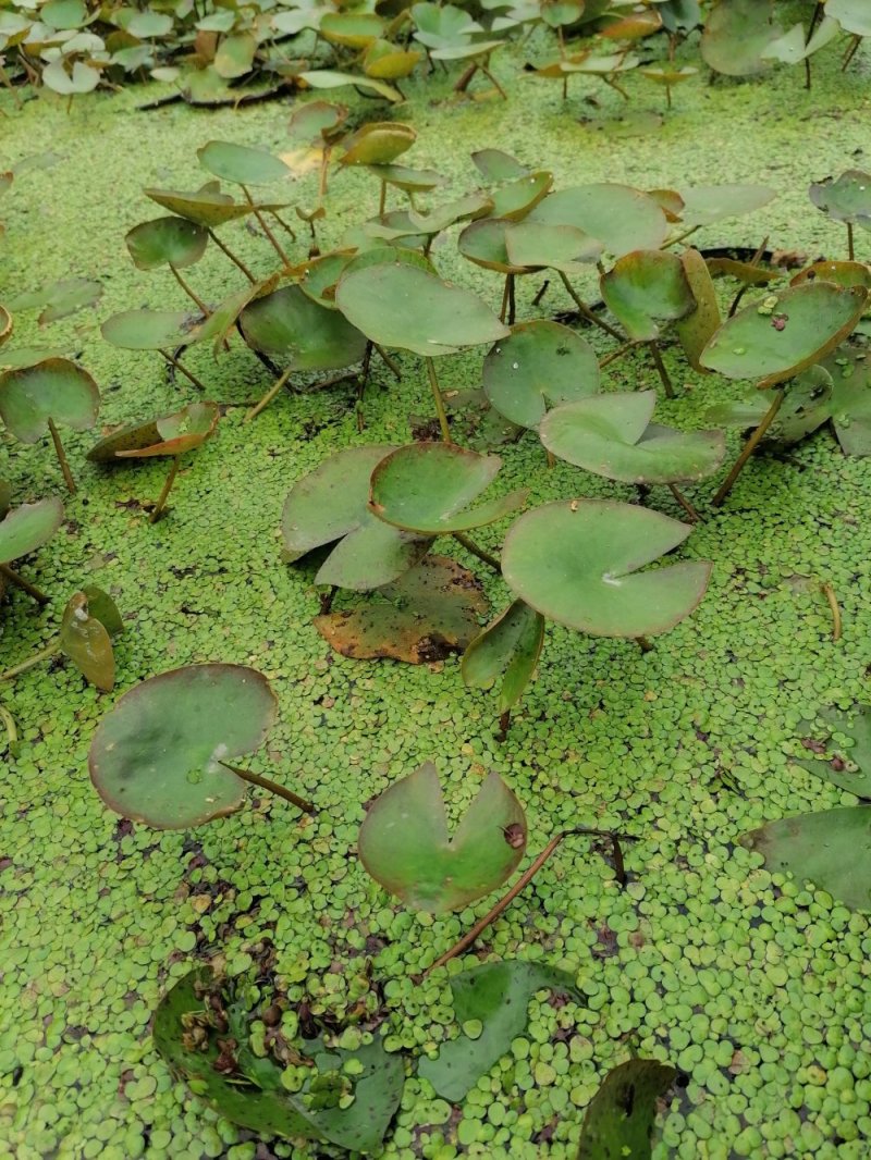 长期供应睡莲种苗，苗型好，睡莲苗成都基地